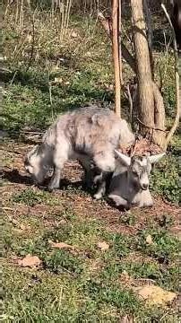 waw gemeni #waw #ied #iezi #viatalatara #fermacapre #caprelemele #caprele #stiaica #nature #bio