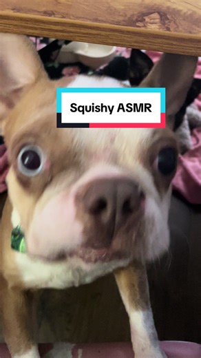 Squishy eating #charleebeardogtreats and wearing a bow tie from @cheekychicbows