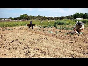 Gardening Grow Cabbage Time lapse