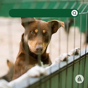 The hallmark clinical sign of kennel cough is a "goose honk" cough that may be followed by retching and gagging. The cough is easily induced by gentle palpation of the larynx or trachea. Refresh your knowledge about kennel cough: https://mrkmnls.co/3gLzs6I | The Merck Veterinary Manual