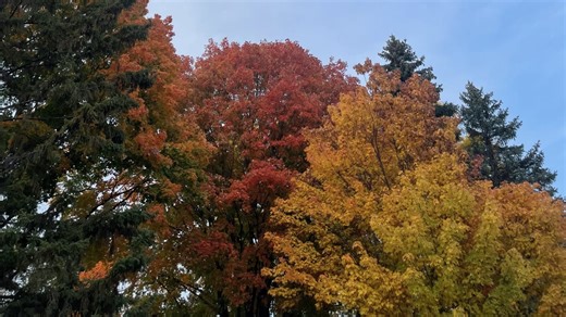 Minnesota DNR shares what to expect for 2025 fall colors