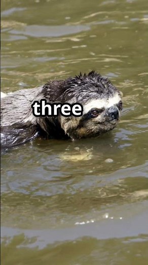 Pygmy Three-Toed Sloth – The Slowest Animal That Swims Better Than It Walks 🦥💦 #Endangered #Shorts