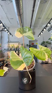 Ever wondered what a baby alocasia ‘Stingray’ looks like all grown up? 🤯🌿 Now you know! This baby is still available on our website 😉 We’ll be recapping this and many other beautiful New Arrivals live at 4pm, on our Rare Plant Fairy app! Get them before they’re gone! 📸 Alocasia macrorrhiza ‘Stingray’ albo variegated #rareplants #tropicalplants #houseplantsofinstagram #plantlovers #plantsplantsplants #aroidsofinstagram #houseplantlove #plantcollector #variegatedplants #alocasia #alocasiasting
