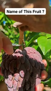 18K views · 306 reactions | Name of This Fruits Shorts ? #gardening #gardentips #GardenGoals #harvesting #gardeninspiration #garden #GardenTools #tools #gardendesign | Garden Tips | Facebook