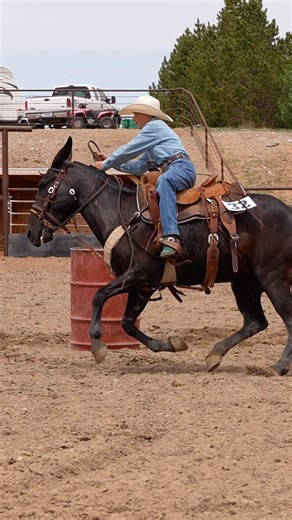 ⚡️ Every great sale has a story and this one belongs to Hip #32 Nighlinger, sold by Jason Griffin at the 2025 Sale. From the arena to the auction ring this 11 year old John mule earned top honours as our high seller going for $46,000 as well as the 2025 Jake Clark's Mule Days All Around Champion. Each year Jake Clark's Mule days showcases the best in mulemanship, dedication and heart. We're already counting down the days until next year's sale. 📆 June 15-21 | Annual Action Father's Day Weekend 