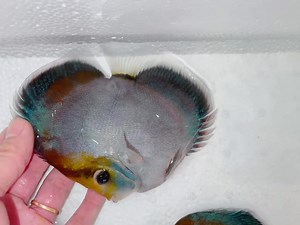 10K views · 250 reactions | New fish From Discus Royal Farm | Nguyễn Hồng Nguyên | Facebook