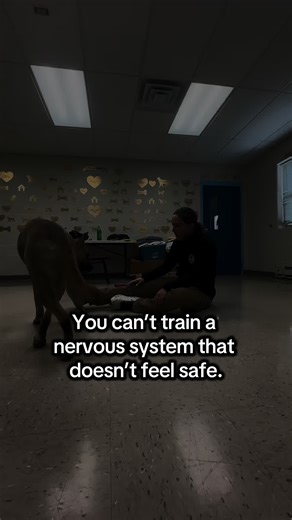 You can’t train a nervous system that doesn’t feel safe. When a dog is reactive, shut down, frozen, or exploding….their survival brain is in control 🧠 That means: • Their thinking brain is offline • Their body is scanning for threat • Their system is trying to protect them This isn’t stubbornness. This isn’t dominance. This isn’t defiance. It’s a nervous system stuck in survival. Real learning only happens when the body feels safe enough to soften. Regulation comes before obedience. Safety come