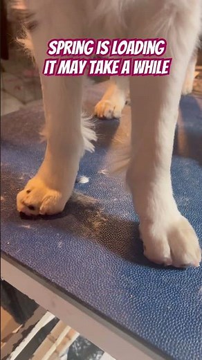 Spring Is Loading....Puppy Paw Glow-Up! #puppy #puppylove #grooming