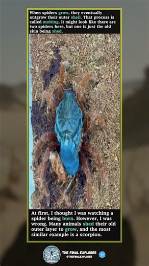 Spider Molting
