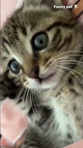 😡🐈 Angry Cats Compilation 😾 | Funny Cat Reactions & Cute Rage Moments 2025 #pets #cat #kitty