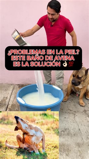 Jesús Alejandro González Toledo on Instagram: "¿Problemas en la piel de tu perro? Este baño de avena es la solución 👌🏻💯🐶 #perros #mascotas #educacióncanina #perrofeliz #perrosgraciosos educacioncanina entrenamientocanino obedienciacanina pastorbelgamalinois canecorso pastoraleman educantraining pitbull"
