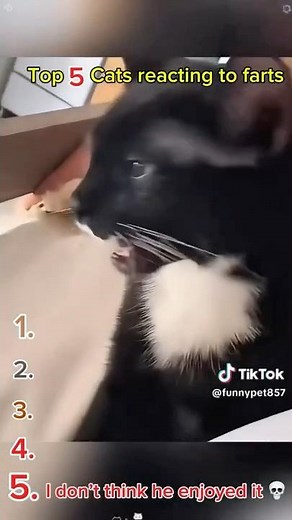 5 cats reating to farts that you dont want to miss 😂 | 2026 | (Updated)