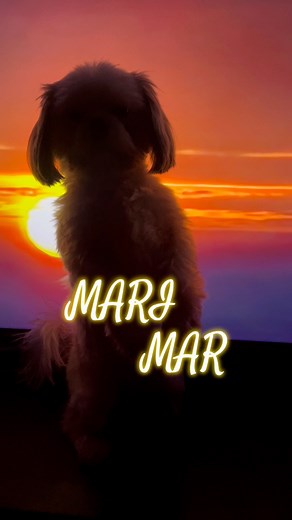 marimar awww!!!! dog edition | Furmomkhai