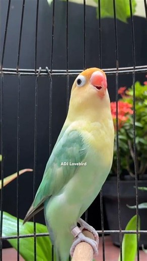Pancingan Lovebird Ngetik Ngekek Panjang