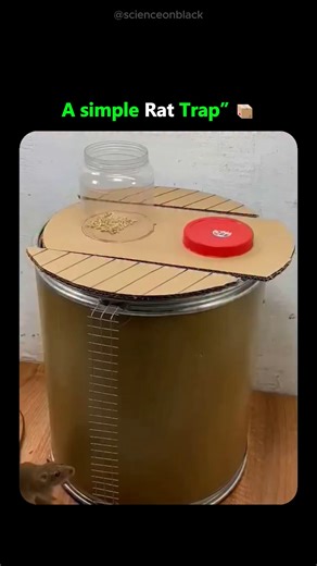 Science On Black on Instagram: "Follow❤) This footage documents the functional mechanics of a gravity-actuated DIY rodent trap constructed from a cylindrical drum and a pivoted cardboard platform. The visual narrative captures the precise moment a rodent traverses a climbing mesh to access a bait-filled jar positioned on the unstable surface, where the animal's displacement of the center of mass triggers an immediate tilting action that deposits the pest into the containment vessel below while a