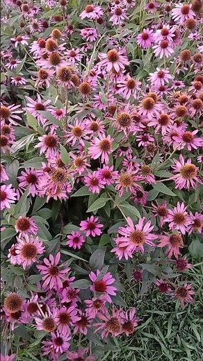 Coneflowers blooming in park garden.