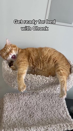 Chonk’s nighttime routine #cat #catsoftiktok #nighttimeroutine #petsoftiktok #animals #cute #chonkandbeans