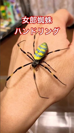 女郎蜘蛛のハンドリング🕷️ #shorts #虫