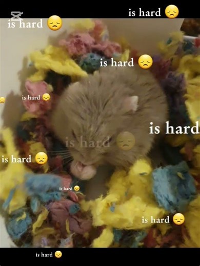 my hamster's filings wen she moved in