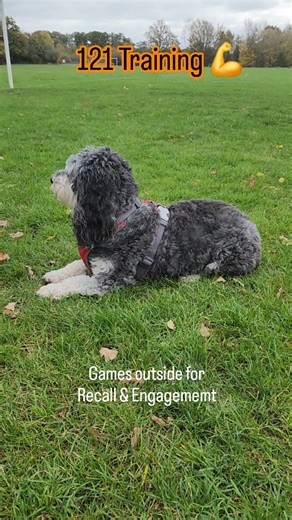 Great session with this lad today. When we first met he would run...