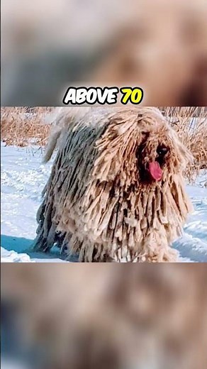 How Big is the Komondor Dog Breed?