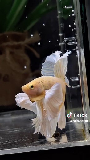 Dumbo Elephant Ear Betta Fish 🫶🥰 Beautiful Betta #betta #bettafish #bettadumbo #halfmoondumbo #rosetaildumboear #dumboearbetta #bettausa #bettauk #bettakeeper #bettalover