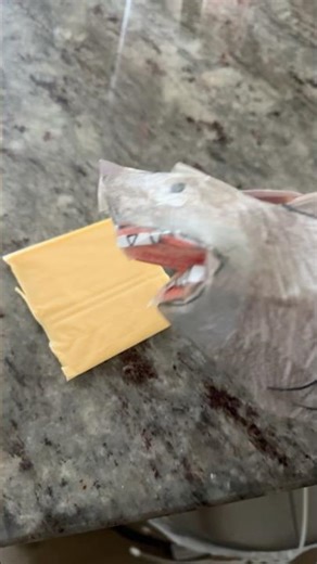 Shark puppet eats cheese