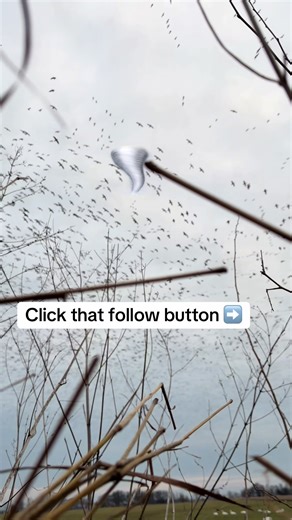 Arkansas Waterfowl: The Goose Tornado Experience