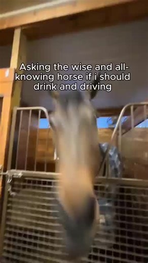 Listening to the Horse: College Party Vibes