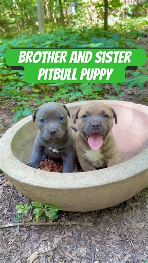 Brother and sister pitbull puppy ❤️ #bluenose #pitbulldog #pitbullpuppy #puppies