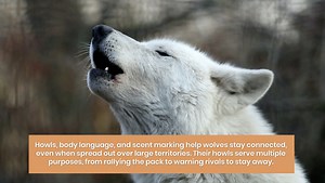 10 Ways Wolves Have Survived in North America for Centuries