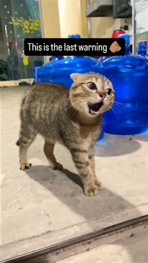 Intense Cat Meow-Off Fight 😾 Loud Angry Cat Sounds #shorts