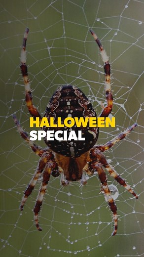 🎃👻🕷️The most venomous spiders found in Canada are the black widow (Latrodectus mactans) and the brown recluse spider (Loxosceles reclusa). The black widow is not considered aggressive and only bites if threatened. The brown recluse spider is rarer but also more dangerous. It is sometimes found in the southernmost regions of Canada. bit.ly/4qzNU14 | Wilson