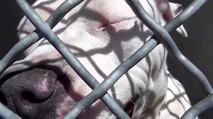 26K views · 810 reactions | ADOPTED - moved to SAFE Album 05/12 Look...