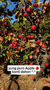 Hoping soon makapgunlimited pick din kayo ng #apple🍎🍎🍎 #fruitinfluencer #fruitlover #everyonefollowers #positivevibes #reelschallenge | Positive Vibes Au