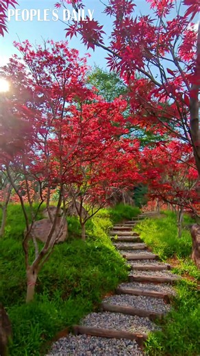Maple trees are displaying their vibrant red foliage at the Maofeng Mountain Scenic Area in south China's Guangzhou, inviting leisurely strolls amidst the seasonal splendor. | People's Daily, China