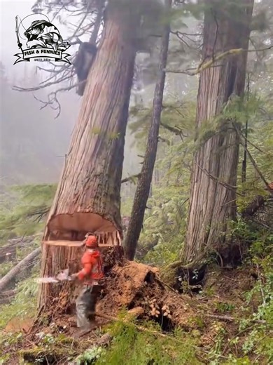944K views · 4.7K reactions | Surprising tree-cutting moments that’ll keep you watching till the end! 望 #TreeCutting #WorkFails #EpicMoments #skilledworkers #funnywork | Fish & Funnies | Facebook
