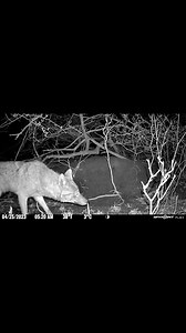 Healthy looking coyote, must be eating good. Was hoping it was an active den with pups, maybe next year!🐺🦌🌳 (Let me know if you want to see more trail cam content) • • • #coyote #hunting #trail #trailcamera #woods #den #coyotes #nature #outdoors | Fishlikemike