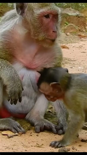 Monkey species: The mother monkey was angry because the baby monkey stole milk