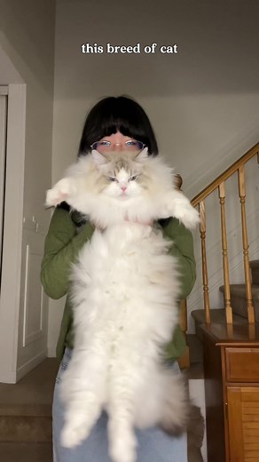 Meet the Ragdoll Cat: A Guide to this Affectionate Breed