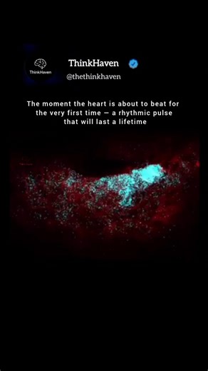 Muzamil Ali | The moment the heart is about to beat for the very first time — a rhythmic pulse that will last a lifetime Scientists have captured an... | Instagram