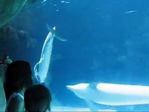 In Wolrd Dolphin Air Rings| An Amazing Behavior| Blow Bubble Air Rings|