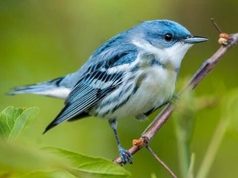 Cerulean Warbler Singing || Bird Song.