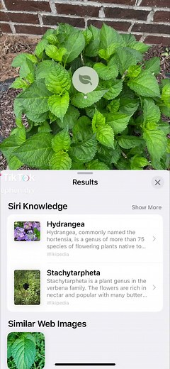 Free plant identifier on your Iphone #flowers #plantindentification #iphonetricks