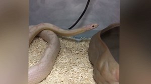 BNOSDM Aspen Snake Bedding,Corn Snake Substrate,Reptile Forest Floor Bedding,Amphibian Tank Substrate,Aspen Shavings Bedding for Ball Python,Lizard,Tortoise,Hamster,4 Quart