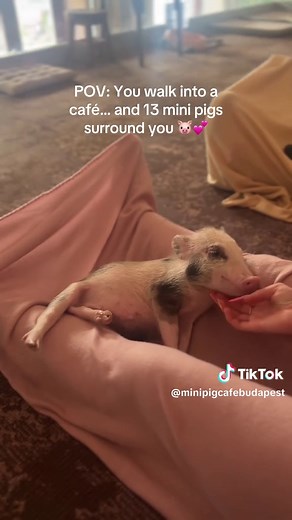 Europe’s first pig-petting café is now open in Budapest! Book your piggy time now – they’re waiting! 🐽💖 Book now – link in bio!#minipigcafe #minipig #cafe #budapest #traveltips #animalsoftiktok #foryoupage❤️❤️