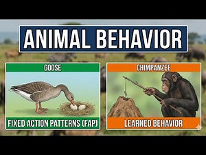 FAP and LEARNED BEHAVIOR | Animal Behavior | Explained | Easy concepts | #biology #zoology #biology