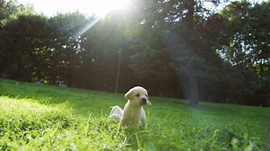 Cute small labrador puppy running on green grass in the park and another one following it | Free Stock Video Footage