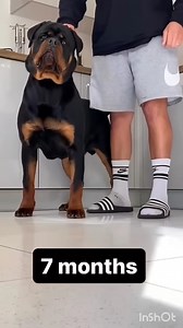 Roman rottweiler from age 2 months to full grown transition | The Rottweiler