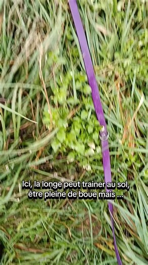 Infernale toute cette boue pour rentrer chez moi 🤣🤣 Vivre à la ferme avec ses avantages mais aussi ses inconvénients 🤣😆 Je suis coupable de ne pas vouloir rincer les chiens sous la douche 😂😂😂😂 Et toi, tu as aussi des comportements coupables ? ---------- (Point info : ils ont un harnais 3 points donc rien d'inconfortable pour eux et ils ont l'habitude) Longes disponibles directement sur le site www.anicode.fr | CaniCode